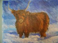 Highland cow